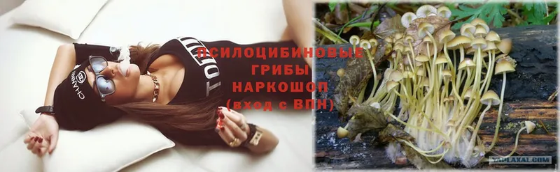 hydra   Дрезна  Псилоцибиновые грибы Psilocybine cubensis 